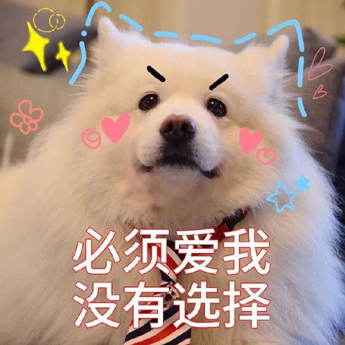 斗图不会输的表情包14期
