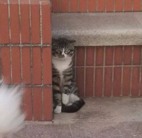流浪猫实力证明电梯标语遛狗不牵狗,吓坏小猫咪