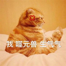 惊奇队长噬元兽表情包带字惊奇队长橘猫噬元兽表情包图片无水印