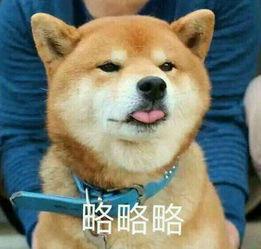 柴犬wink表情包表情