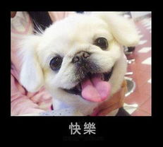 可爱狗狗的丰富表情