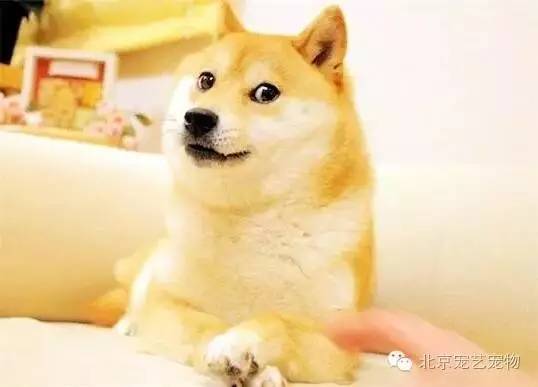 狗狗爱你的表现,你家狗占了几条