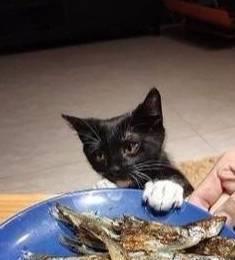 主人吃小鱼干,猫咪伸爪被打开,猫咪的表情太有戏小气鬼