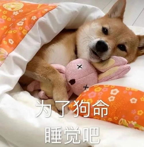 睡睡睡就知道睡表情包狗狗