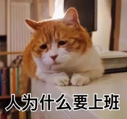 有些猫看起来很社会,但其实是个小可爱