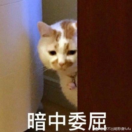 微信猫猫表情包亲亲
