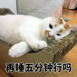 猫主子日常的表情包,萌不到你送小心心