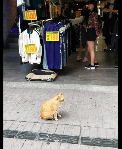 一条小团团表情包大全橘猫