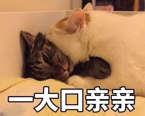 猫咪世界里有渣男和绿茶吗