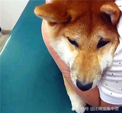 铲屎官带柴犬打针,把柴犬差点吓哭,网友你看把这孩子吓的