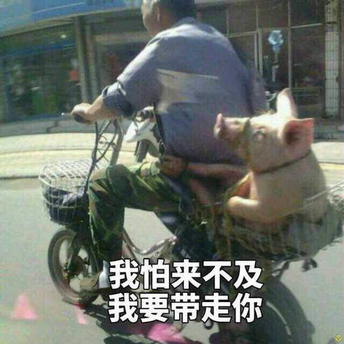 那你养我呀表情包猪蹄