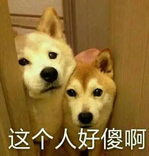 柴犬wink表情包被窝