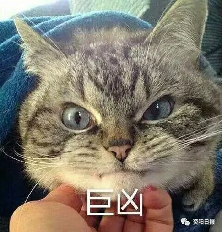 凶叉叉一言不合,居然怒摔城管手机