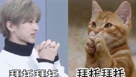 蔡徐坤表情包图片高清小蔡