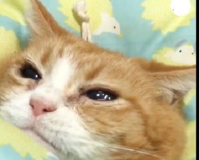 主人给猫咪滴眼药水,猫咪的表情好委屈啊