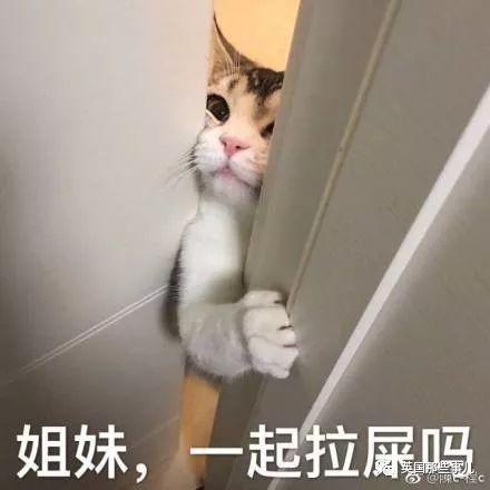 微信猫猫表情包守国