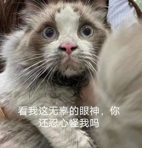 一些奇奇怪怪的猫猫表情包11