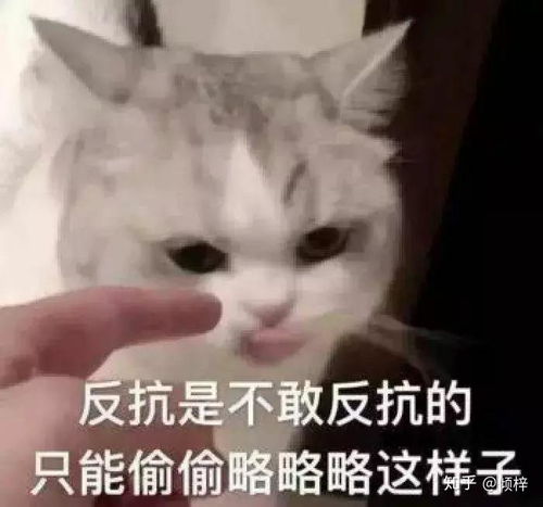 求下面这个猫猫的表情包应该有很多