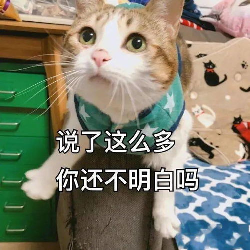 可爱的猫咪表情大全,请收藏备用