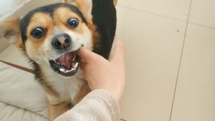 土狗小黑偷吃主人胡萝卜,主人说要吃了它,吓得立刻领罚认错,表情好搞笑