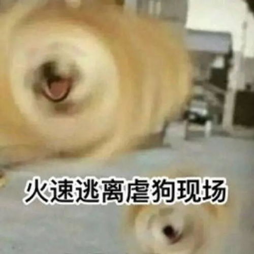 超火的沙雕柴犬表情合集,两手插兜,谁都不爱
