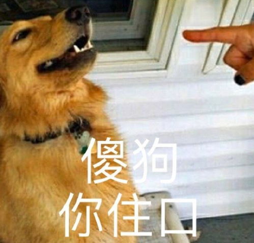 最新表情包图片搞笑的快乐