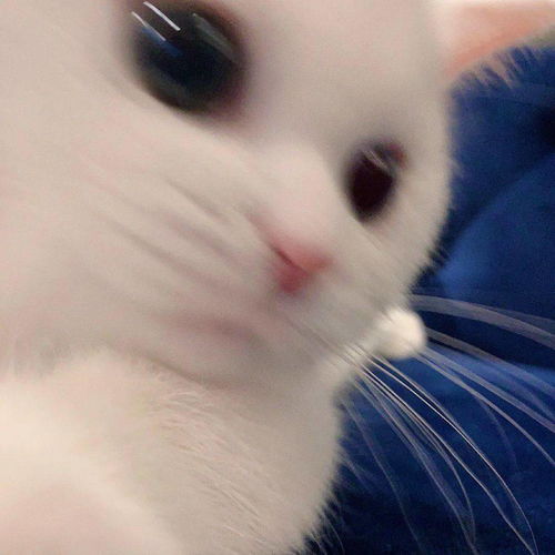 网红猫咪小奶猫蛋崽表情包三