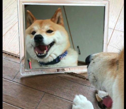 柴犬哈士奇自拍表情包狗子