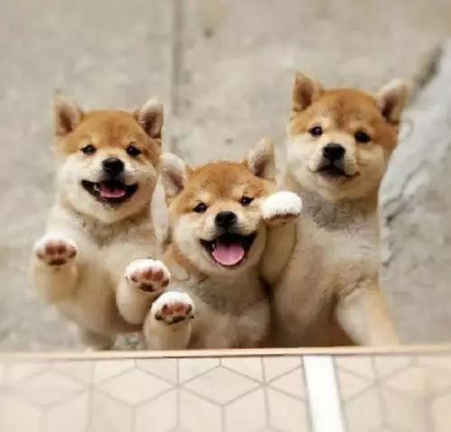 这个账号专门收集柴犬的各种萌照,一张比一张优秀