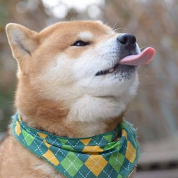 表情包比哈士奇还多,全世界都被这只柴犬圈粉