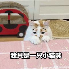 你在理工见过这只猫吗
