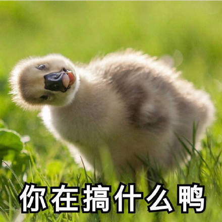 今天也要开心鸭,鸭子系列表情包