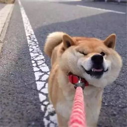 二哈与柴犬相遇,谁才是真正的戏精王表情帝