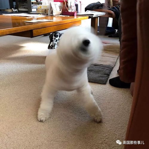 哈皮狗表情包汪星人