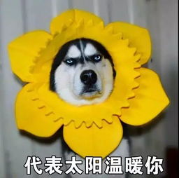 表情包抖音很火的满屏爱心表情