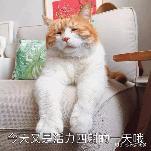 你都被那些表情包逗笑