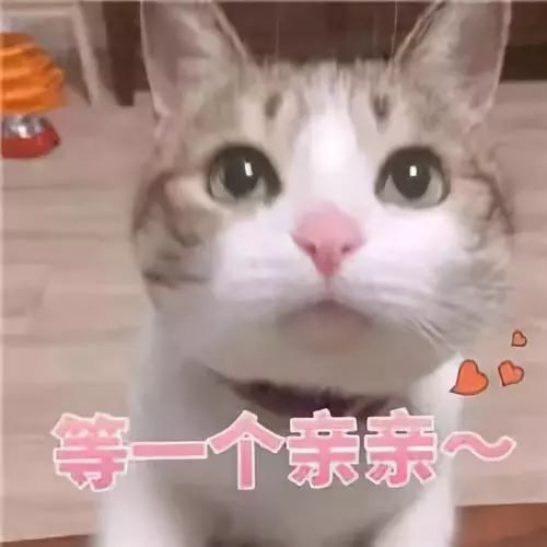 喜欢猫的进来下,毒哥有悄悄话对你说