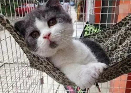 回家没见猫咪来迎接,主人打开卧室门时,被眼前的一幕给笑坏了