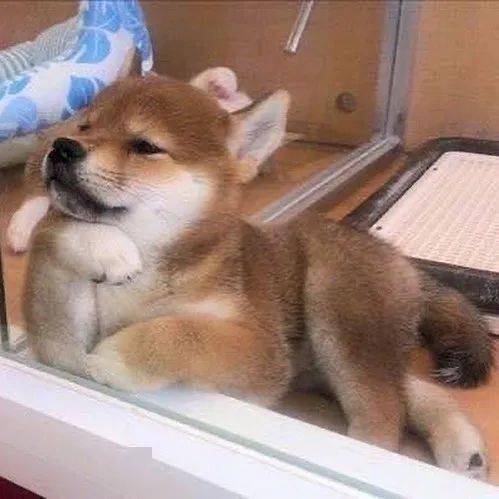 没有什么吸柴犬解决不了的烦恼,如果有,那就多吸几口