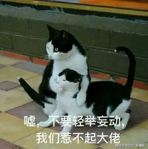 云裳传中被金主弃捧另寻高枝遭小飞侠劈腿后黑化上位
