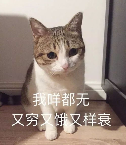 给你我的小心心表情包吸猫