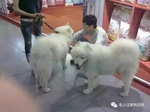 小黄狗表情包全集萨摩耶