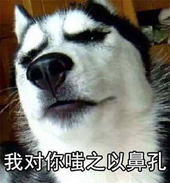 柴犬哈士奇自拍表情包柴犬