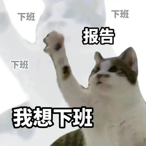 一些奇奇怪怪的猫猫表情包11