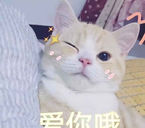 纳尼表情包图片猫咪