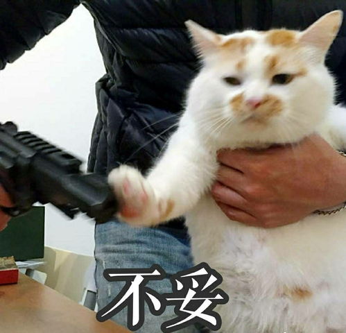 表达完蛋的表情包猫咪
