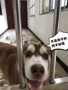 为什么有这么多人喜欢养哈士奇
