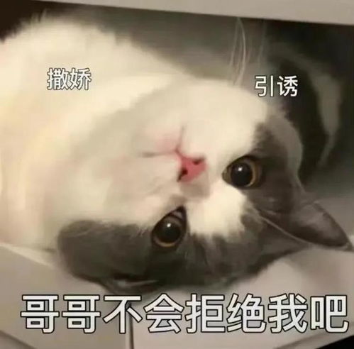 一些奇奇怪怪的猫猫表情包11