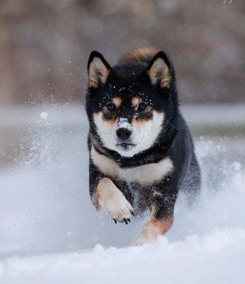 柴犬哈士奇自拍表情包古牧