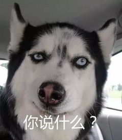 柴犬这个表情包后来被无限复制,载入互联网的历史